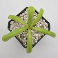 Pinguicula moranensis var. alba x moctezumae product image 1