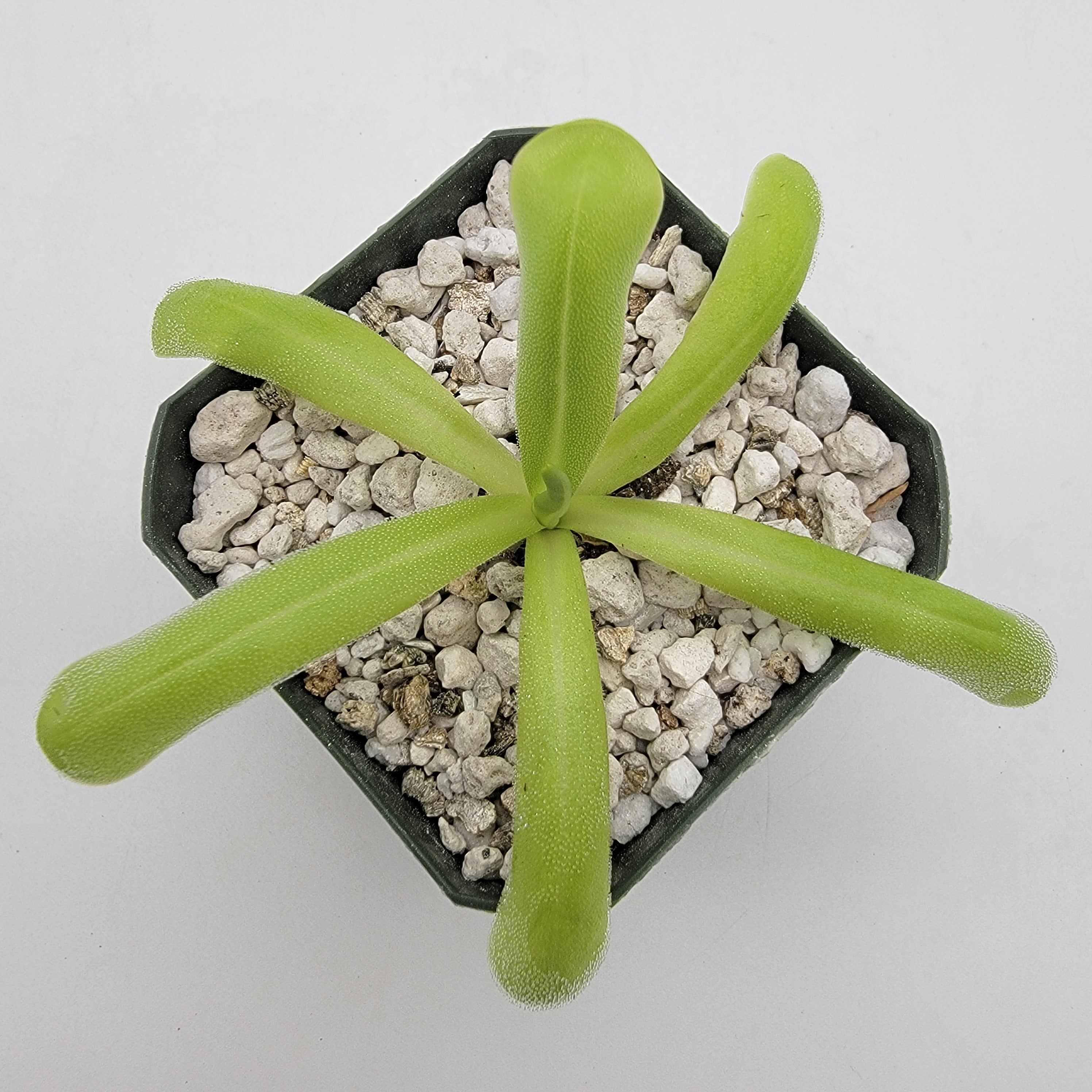 Pinguicula moranensis var. alba x moctezumae product image 1