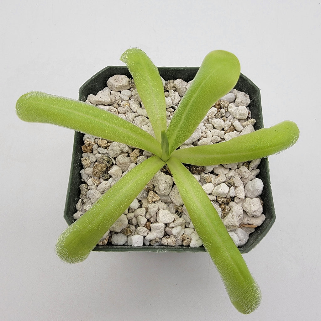 Pinguicula moranensis var. alba x moctezumae product image 2