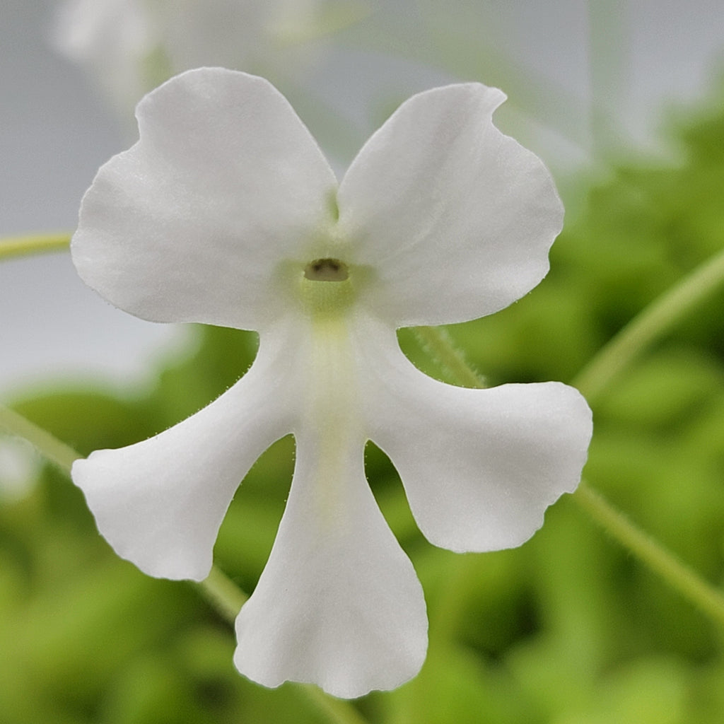 Pinguicula moranensis var. alba x moctezumae product image 3
