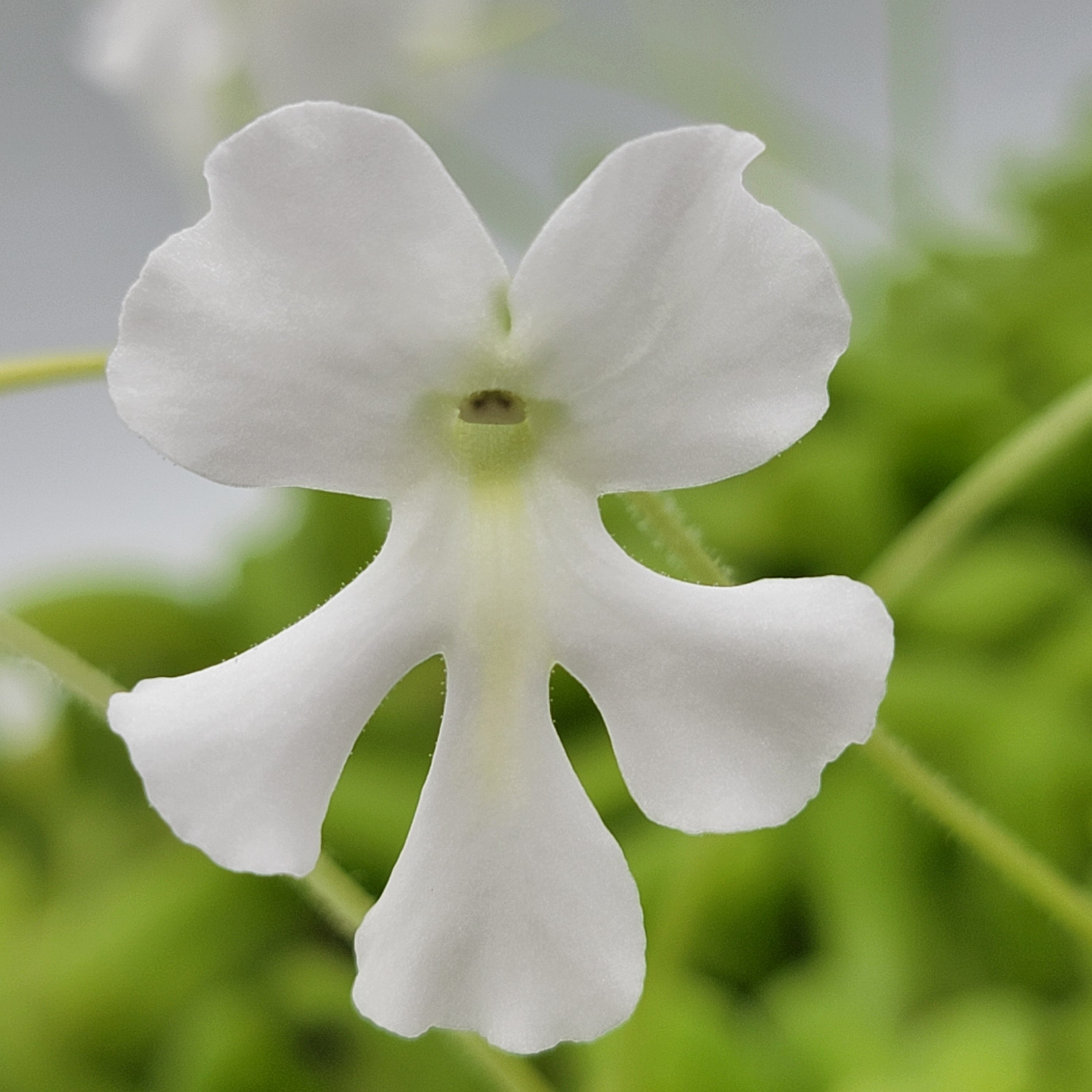 Pinguicula moranensis var. alba x moctezumae product image 3