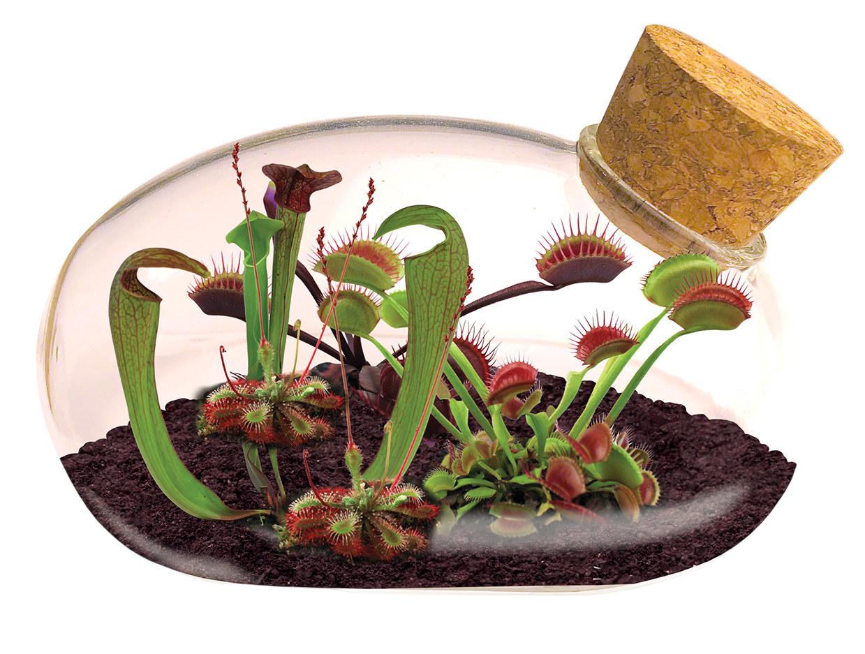 The Meat Eating Mouse Garden Glass Terrarium with Cork — product image 2