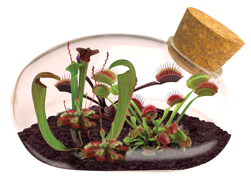 The Meat Eating Mouse Garden Glass Terrarium with Cork — product image 2