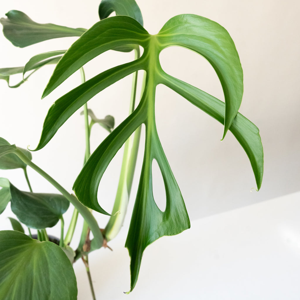 Mysteria Burle Marx Flame Monstera product image 2