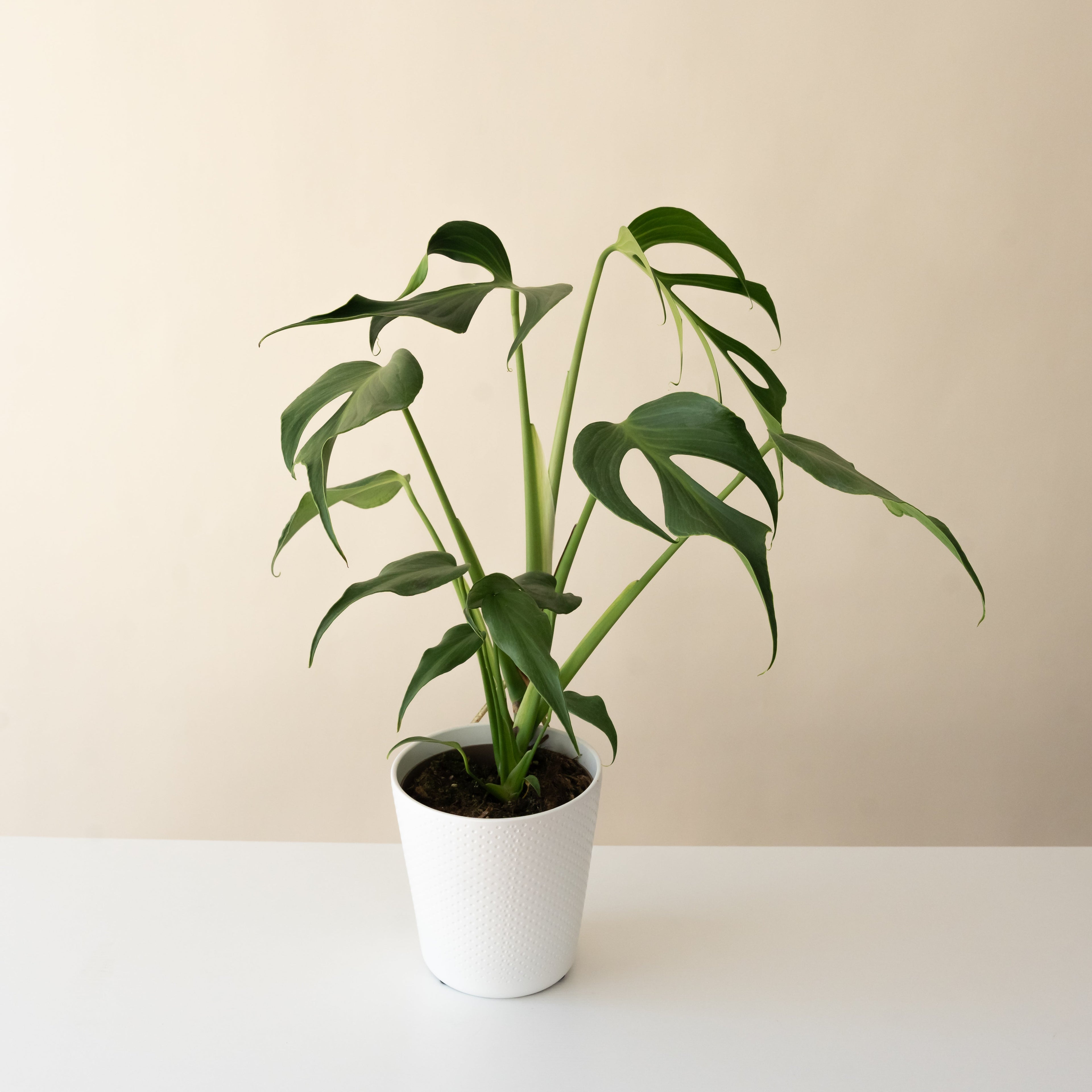 Mysteria Burle Marx Flame Monstera product image 1