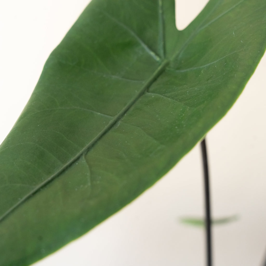 Mythic® Blackout™ live houseplant product image 3