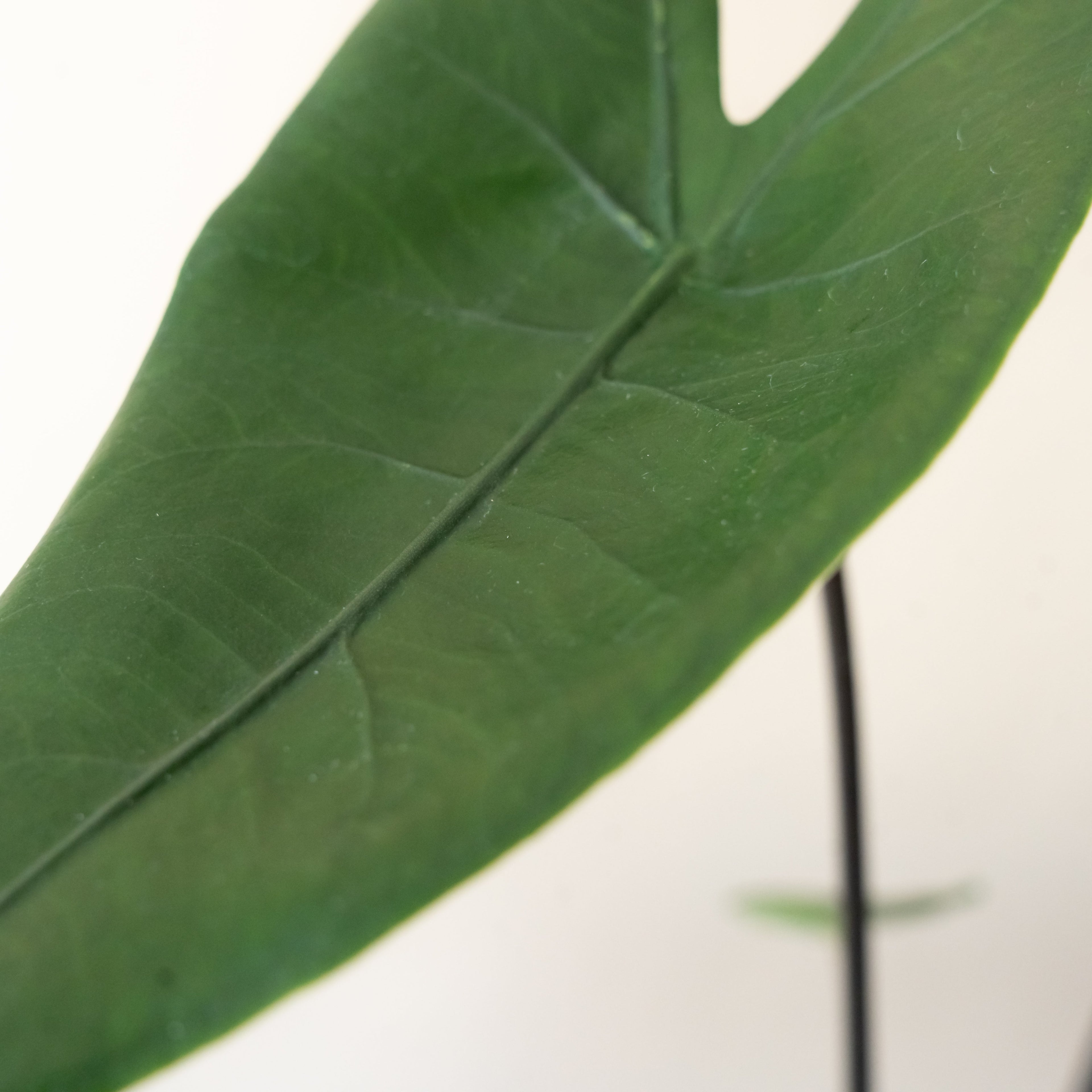 Mythic® Blackout™ live houseplant product image 3
