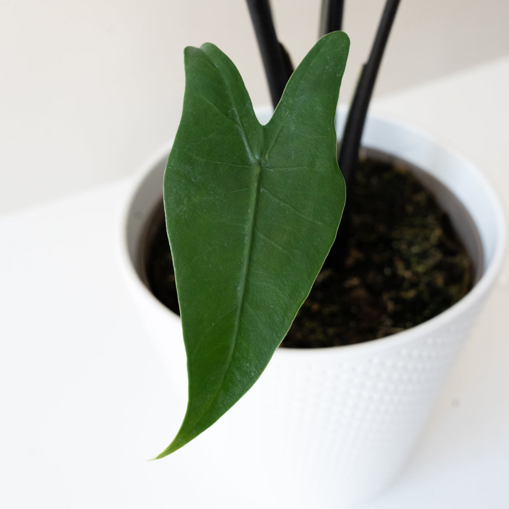 Mythic® Blackout™ live houseplant product image 2