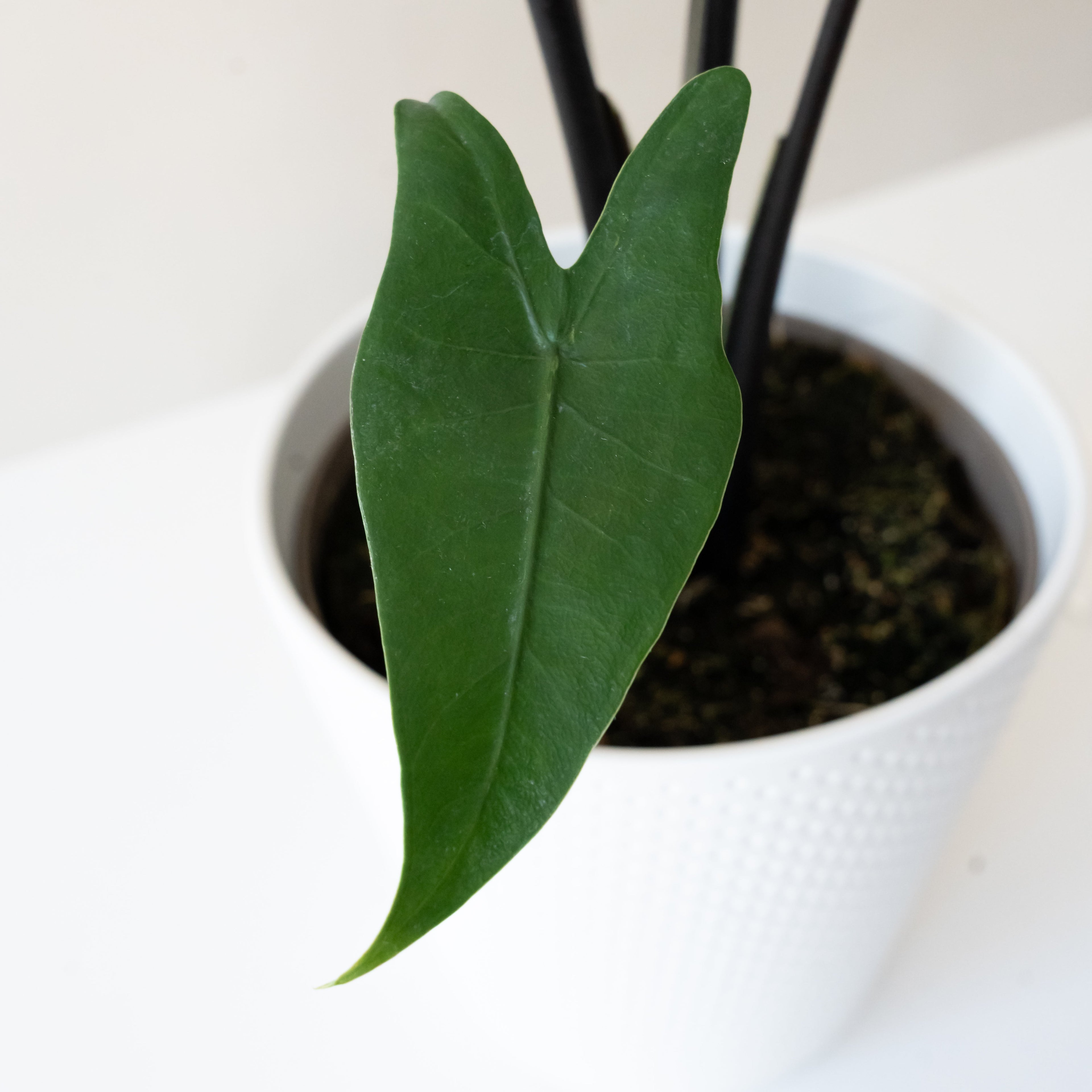 Mythic® Blackout™ live houseplant product image 2
