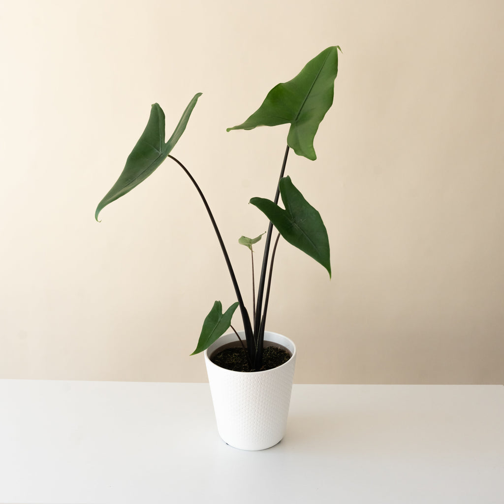 Mythic® Blackout™ live houseplant product image 1
