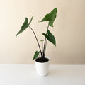 Mythic® Blackout™ live houseplant product image 1