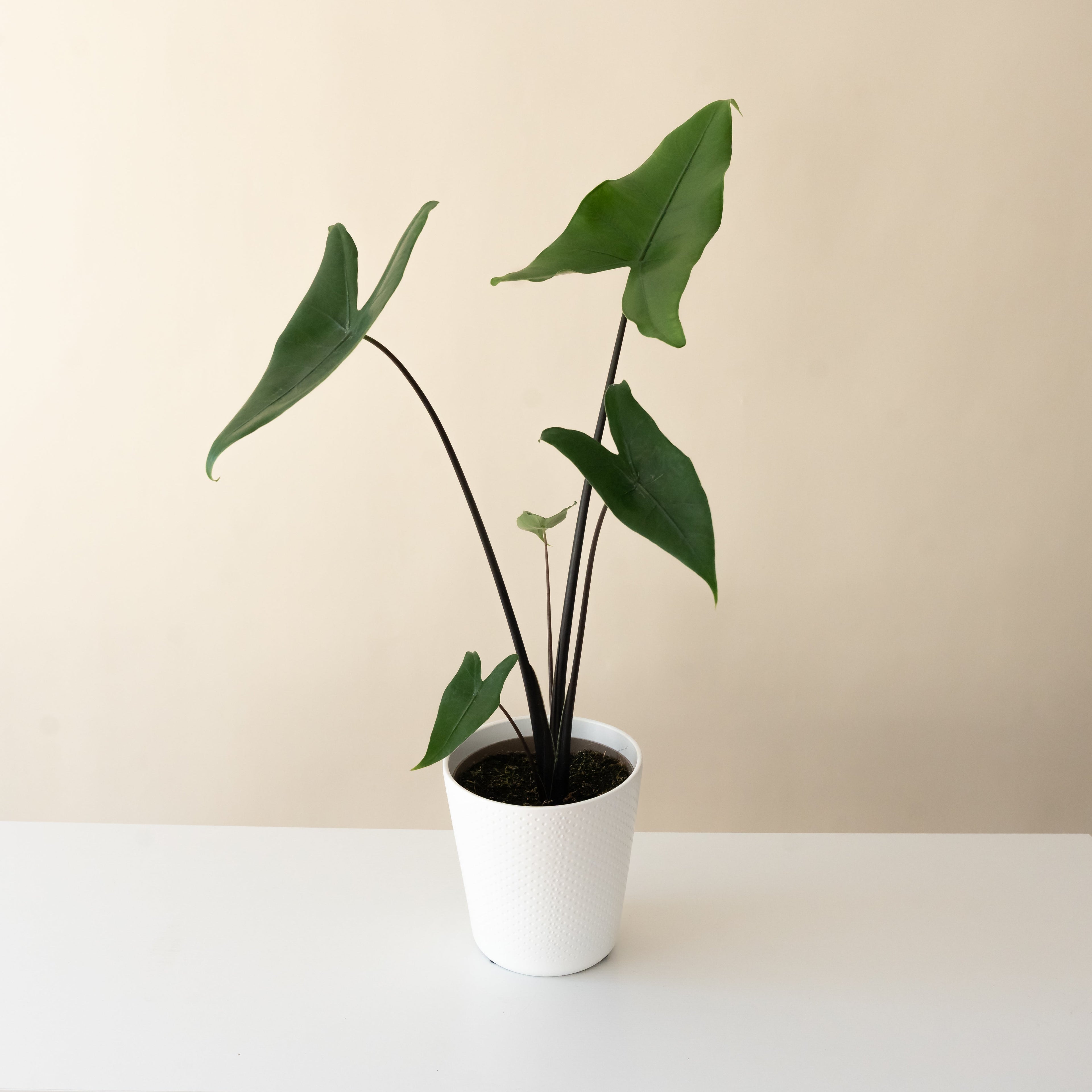 Mythic® Blackout™ live houseplant product image 1