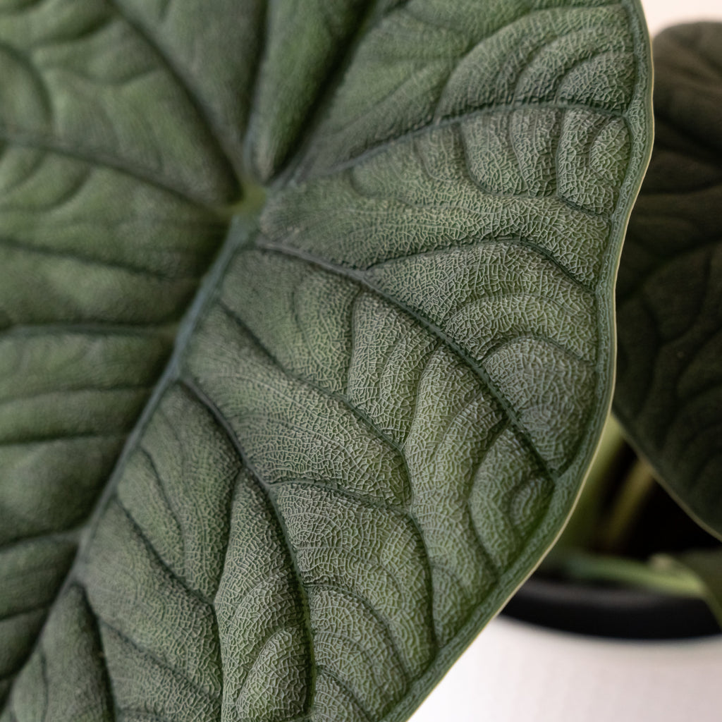 Mythic® Dragonite™ live houseplant product image 2