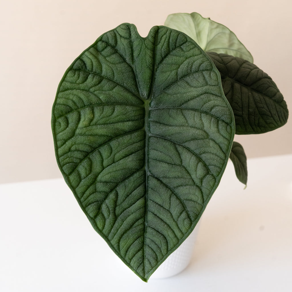 Mythic® Dragonite™ live houseplant product image 3