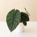 Mythic® Dragonite™ live houseplant product image 1