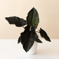 Mythic® Into the Night™ live houseplant product image 1