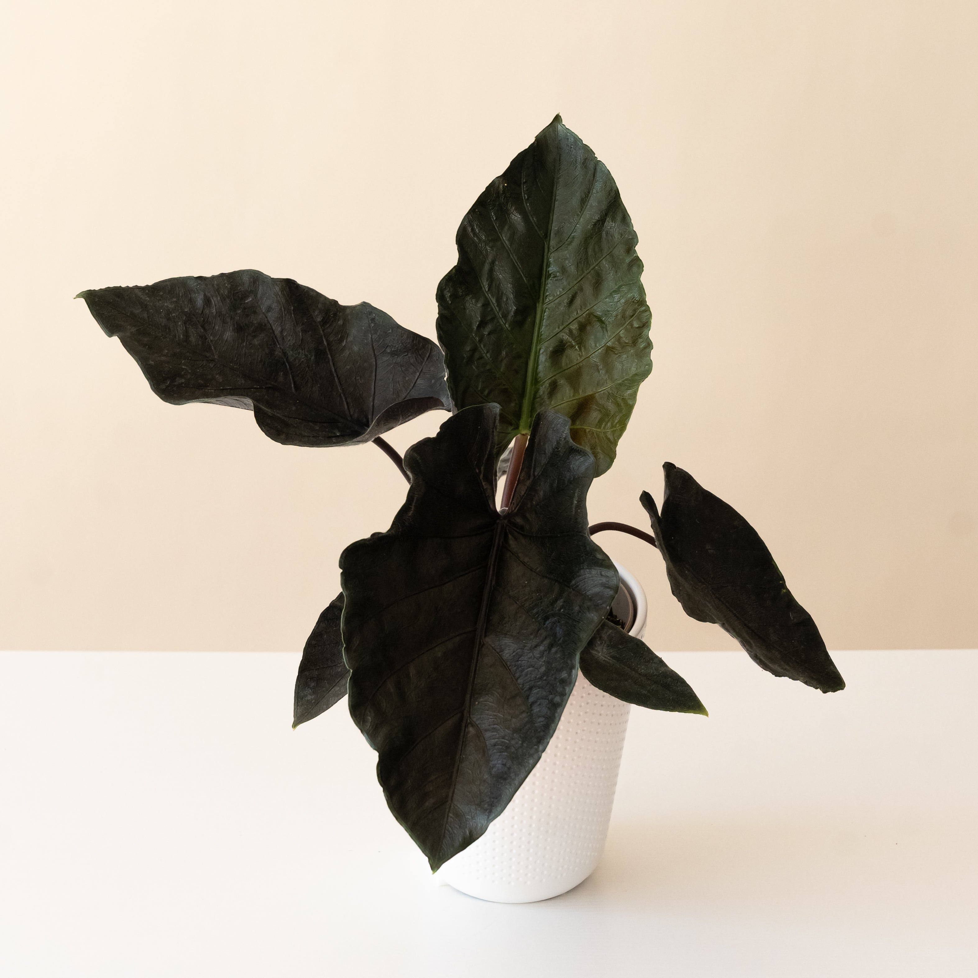 Mythic® Into the Night™ live houseplant product image 1