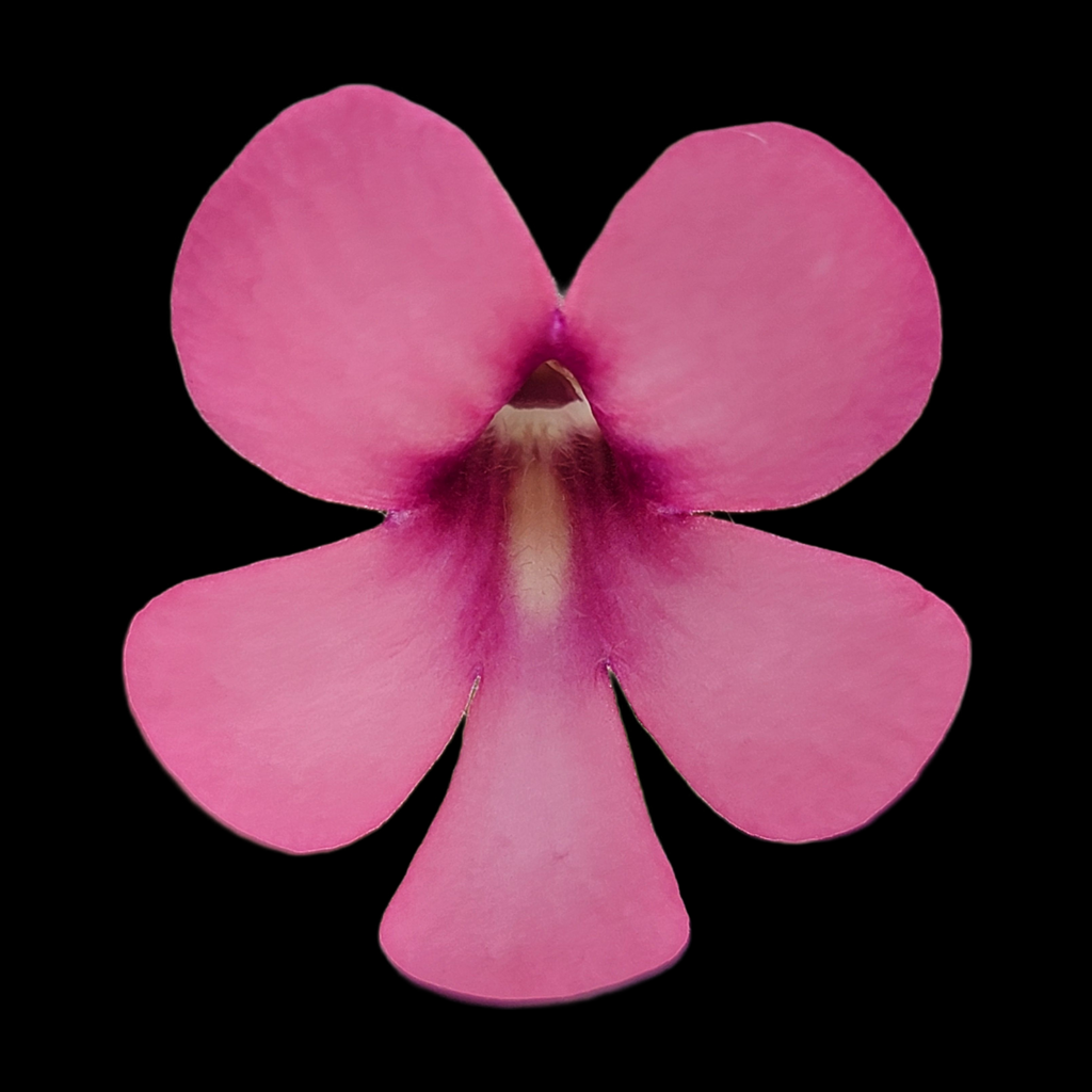 Pinguicula -inchPeaches-inch product image 2