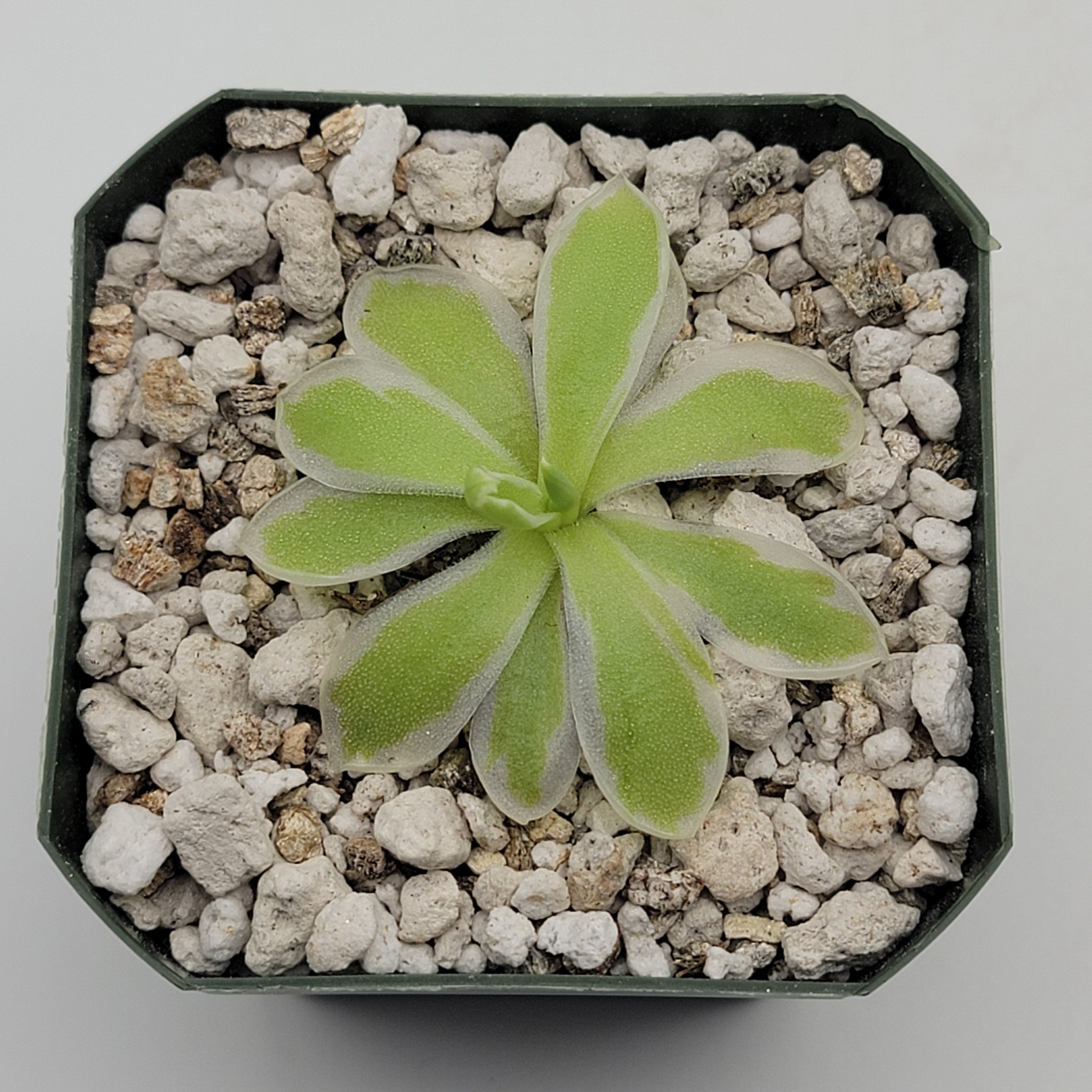Pinguicula -inchSnow Queen-inch product image 2