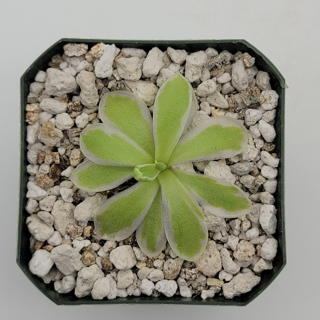 Pinguicula -inchSnow Queen-inch product image 4