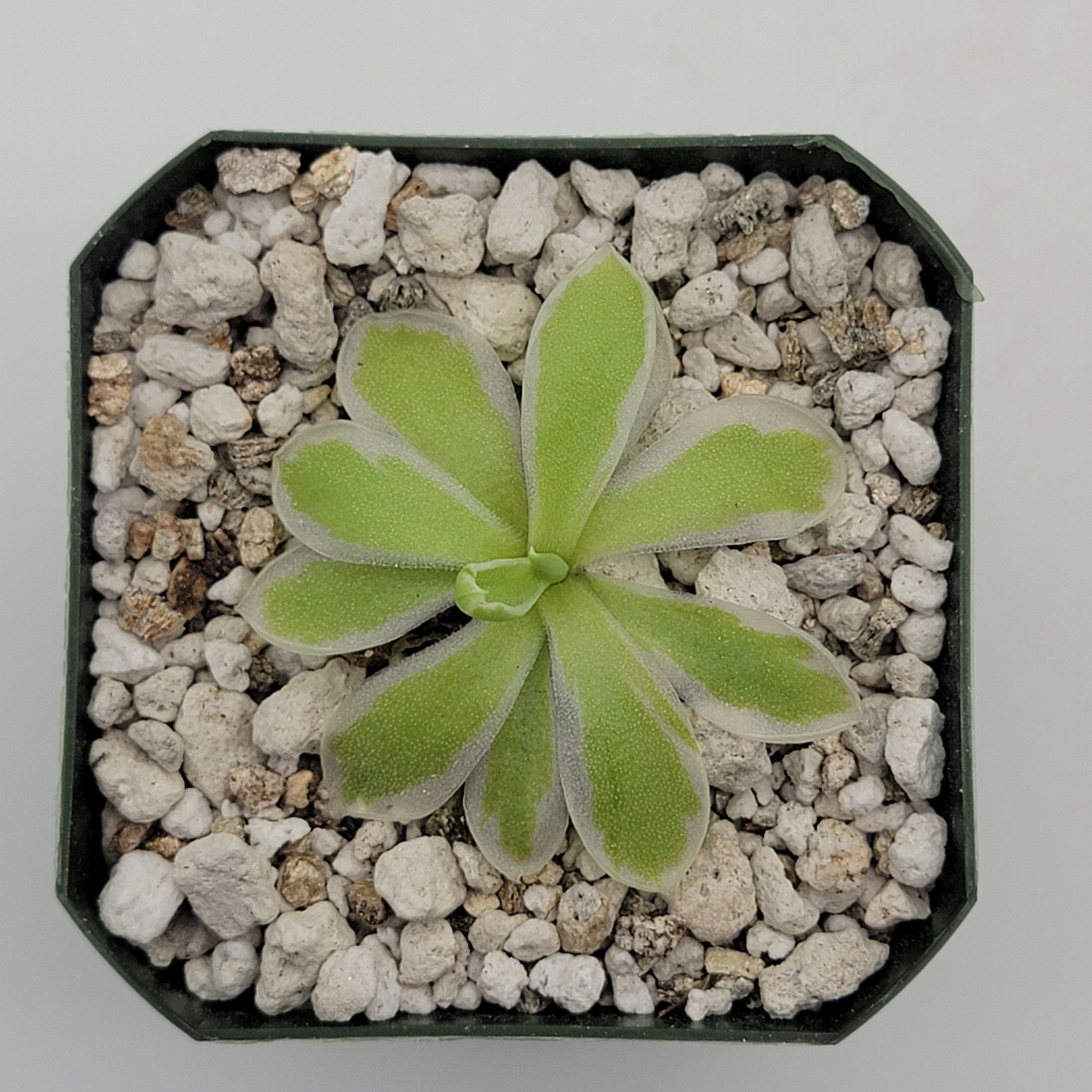 Pinguicula -inchSnow Queen-inch product image 4
