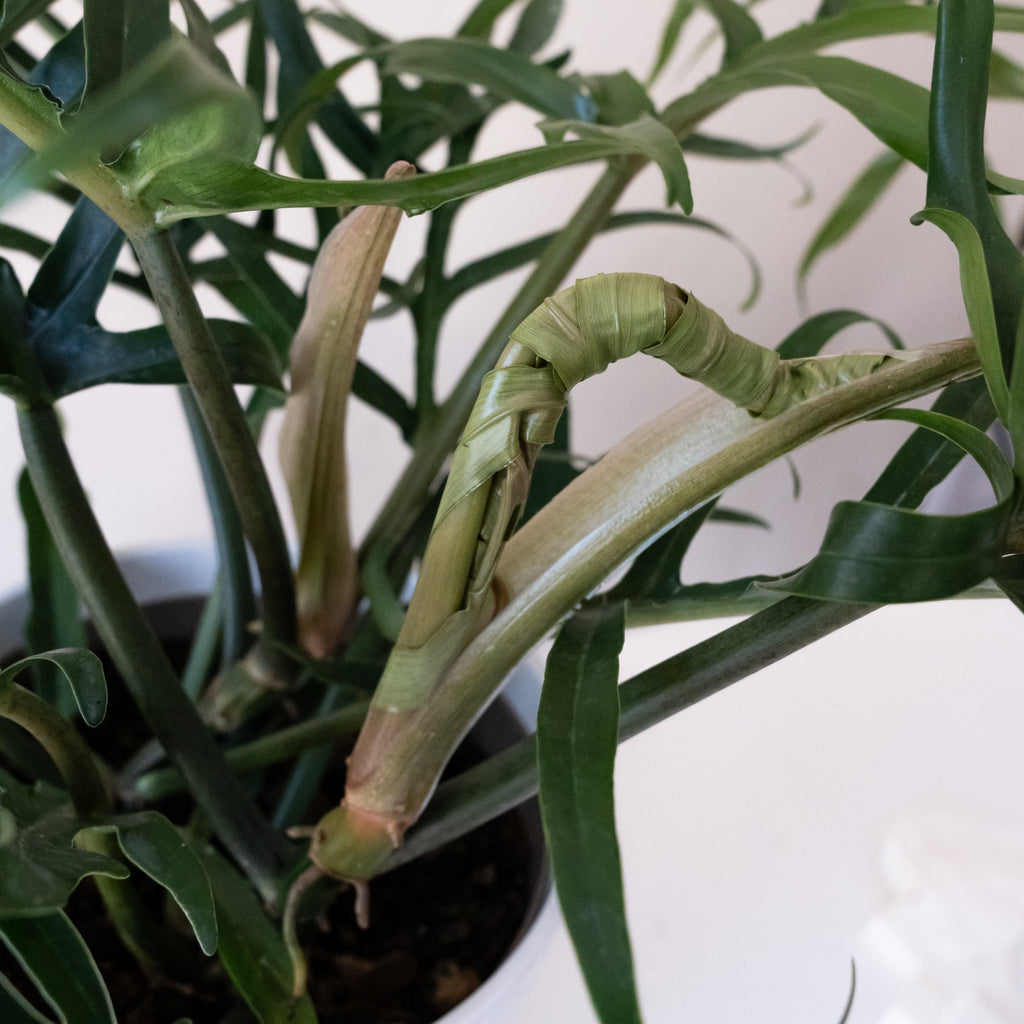 Prismacolor Twisted Sister Philodendron product image 3