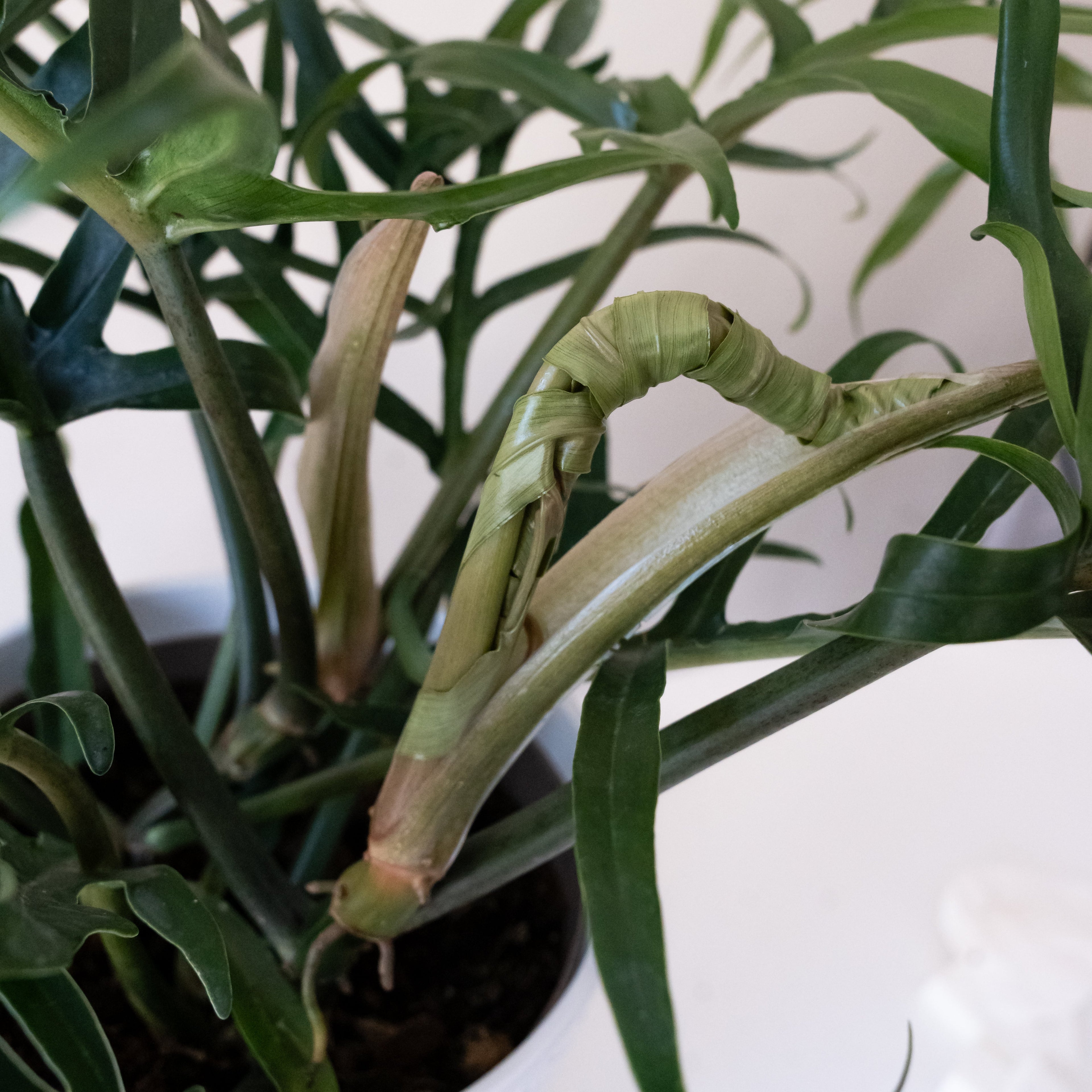 Prismacolor Twisted Sister Philodendron product image 3