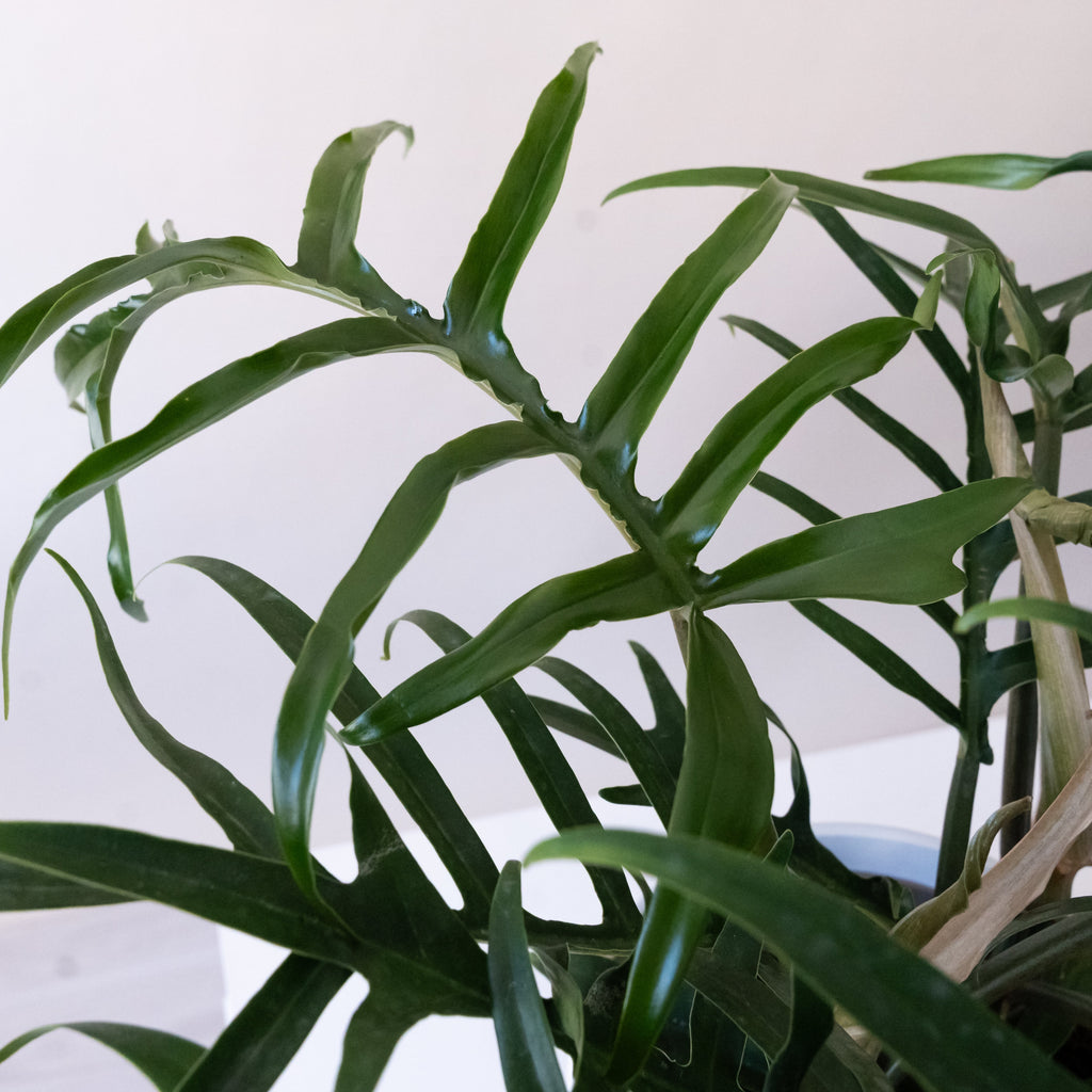 Prismacolor Twisted Sister Philodendron product image 2
