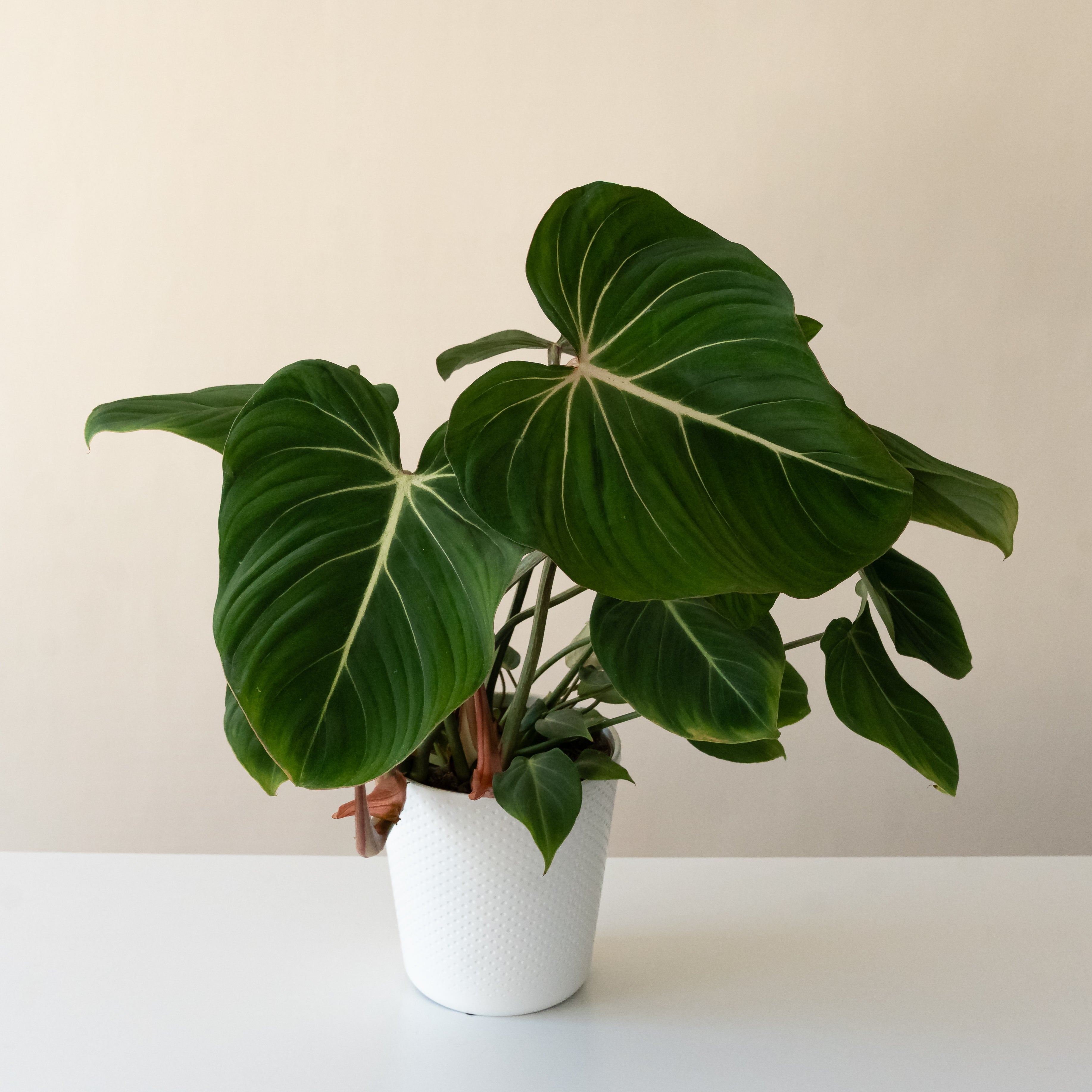 Prismacolor Gloriosum Philodendron product image