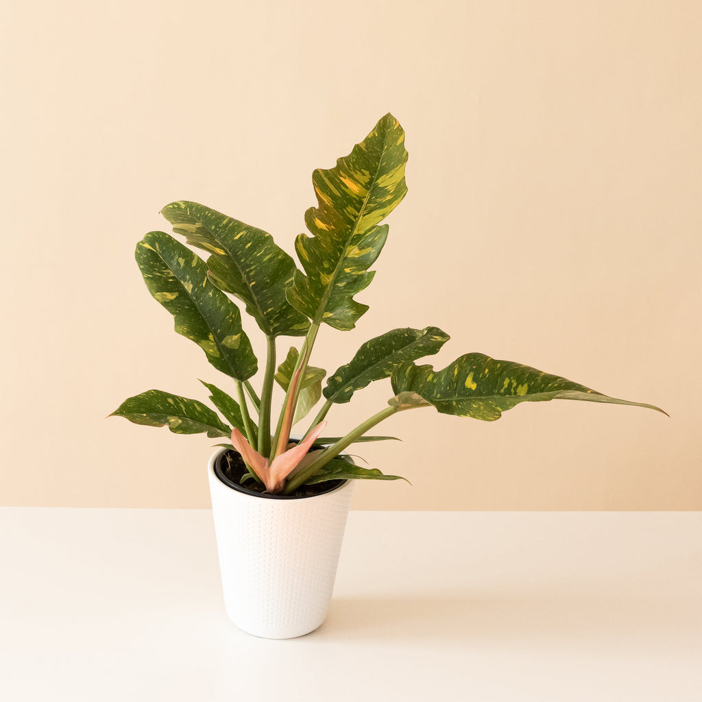 Prismacolor™ Golden Girl™ live houseplant product image 1