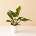 Prismacolor™ Golden Girl™ live houseplant product image 1
