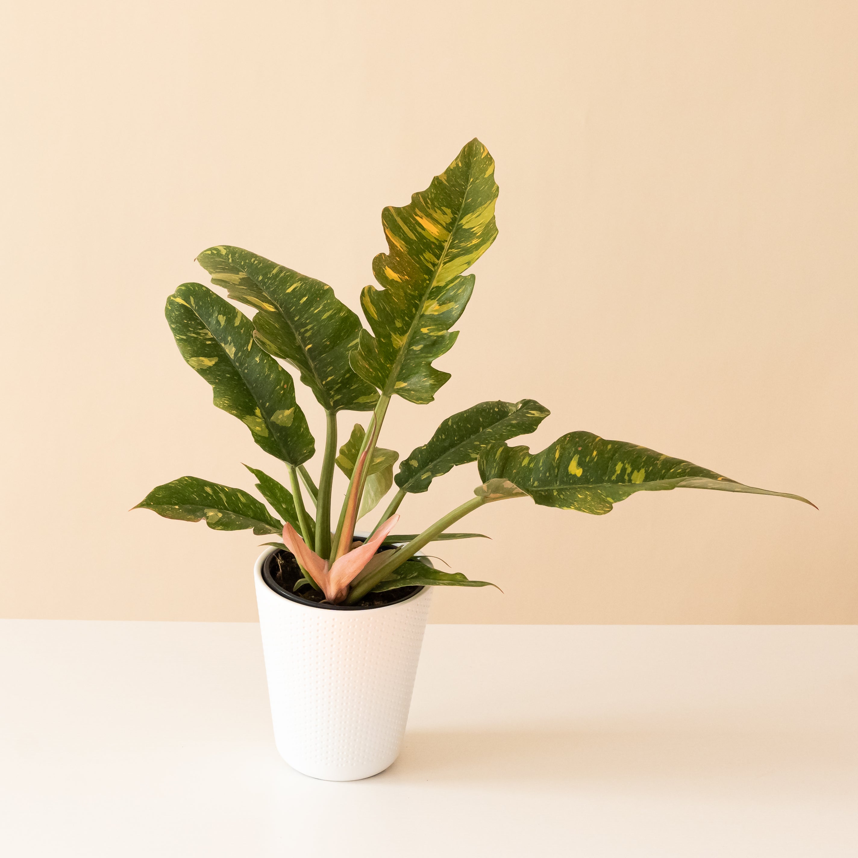 Prismacolor™ Golden Girl™ live houseplant product image 1