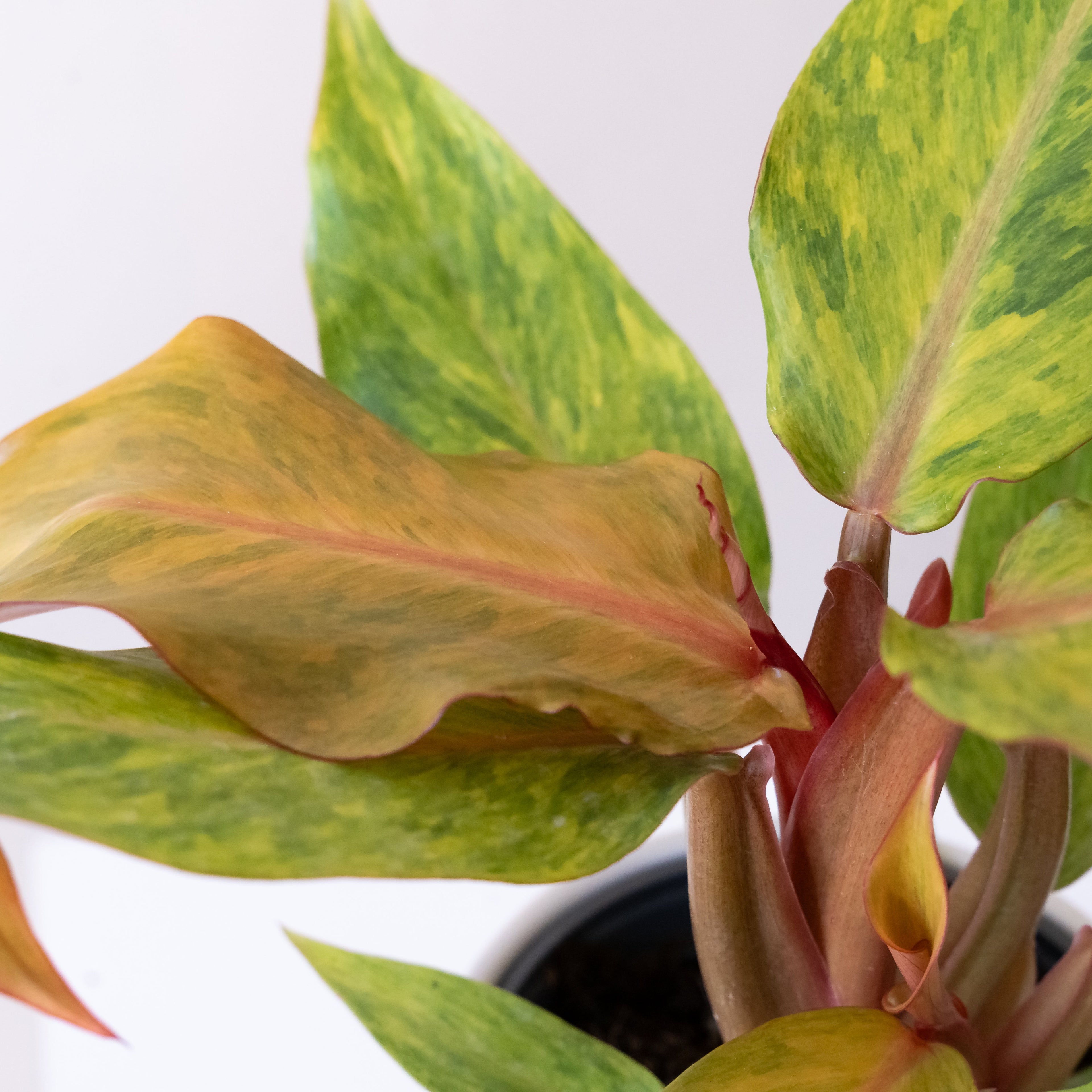 Prismacolor™ Orange you Gorgeous™ live houseplant product image 3