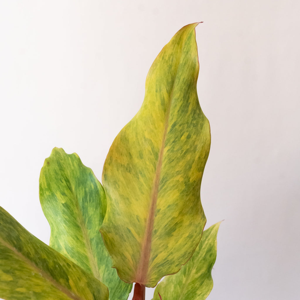 Prismacolor™ Orange you Gorgeous™ live houseplant product image 2