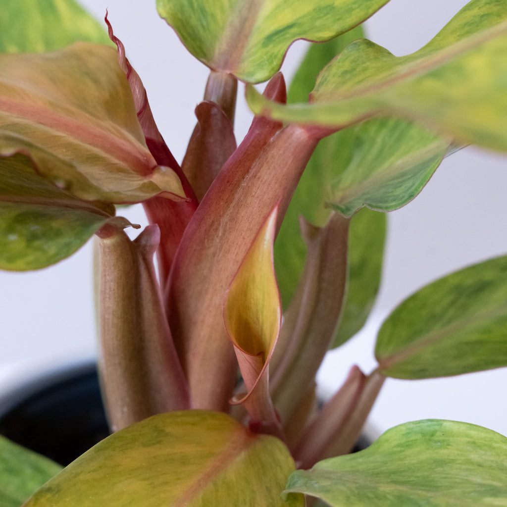 Prismacolor™ Orange you Gorgeous™ live houseplant product image 4