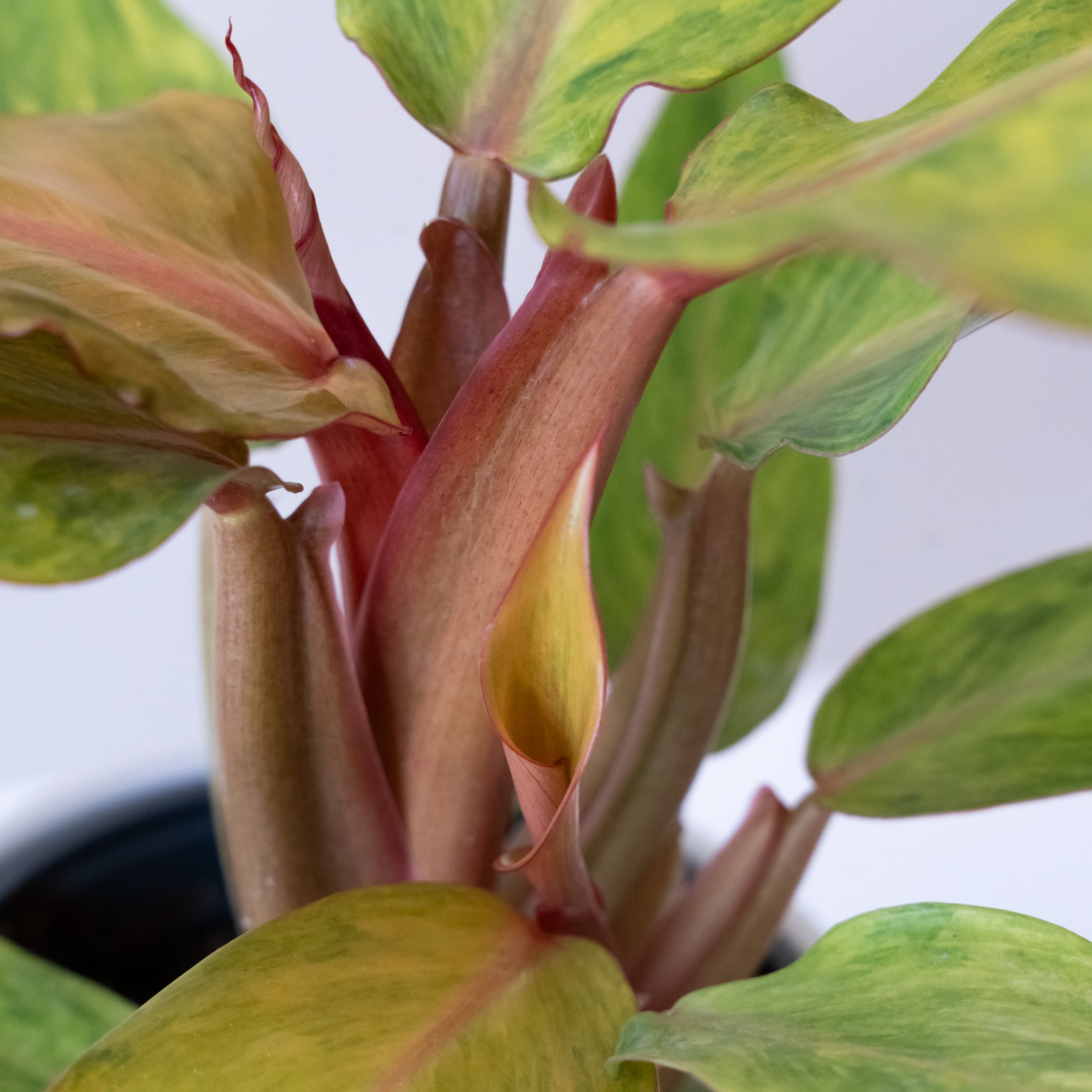 Prismacolor™ Orange you Gorgeous™ live houseplant product image 4