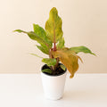 Prismacolor™ Orange you Gorgeous™ live houseplant product image 1