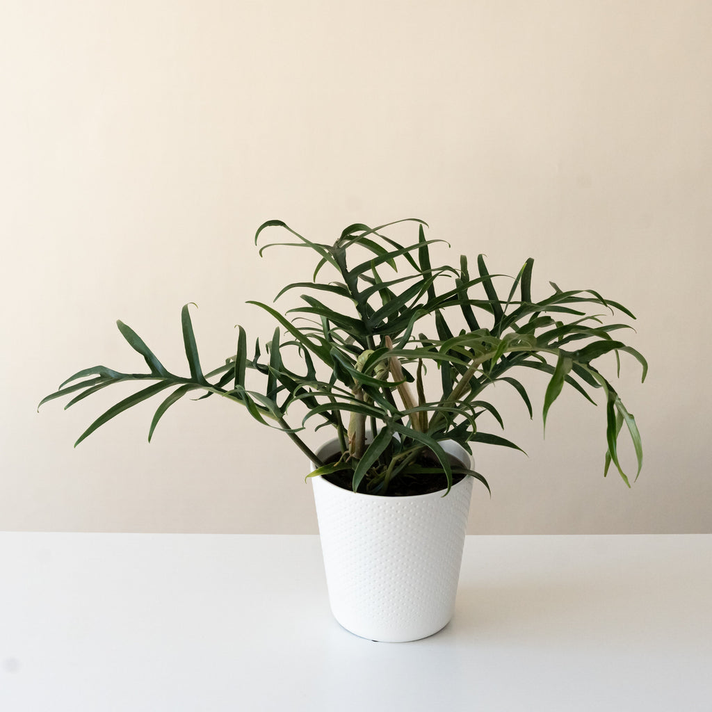 Prismacolor Twisted Sister Philodendron product image 1