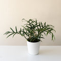 Prismacolor Twisted Sister Philodendron product image 1