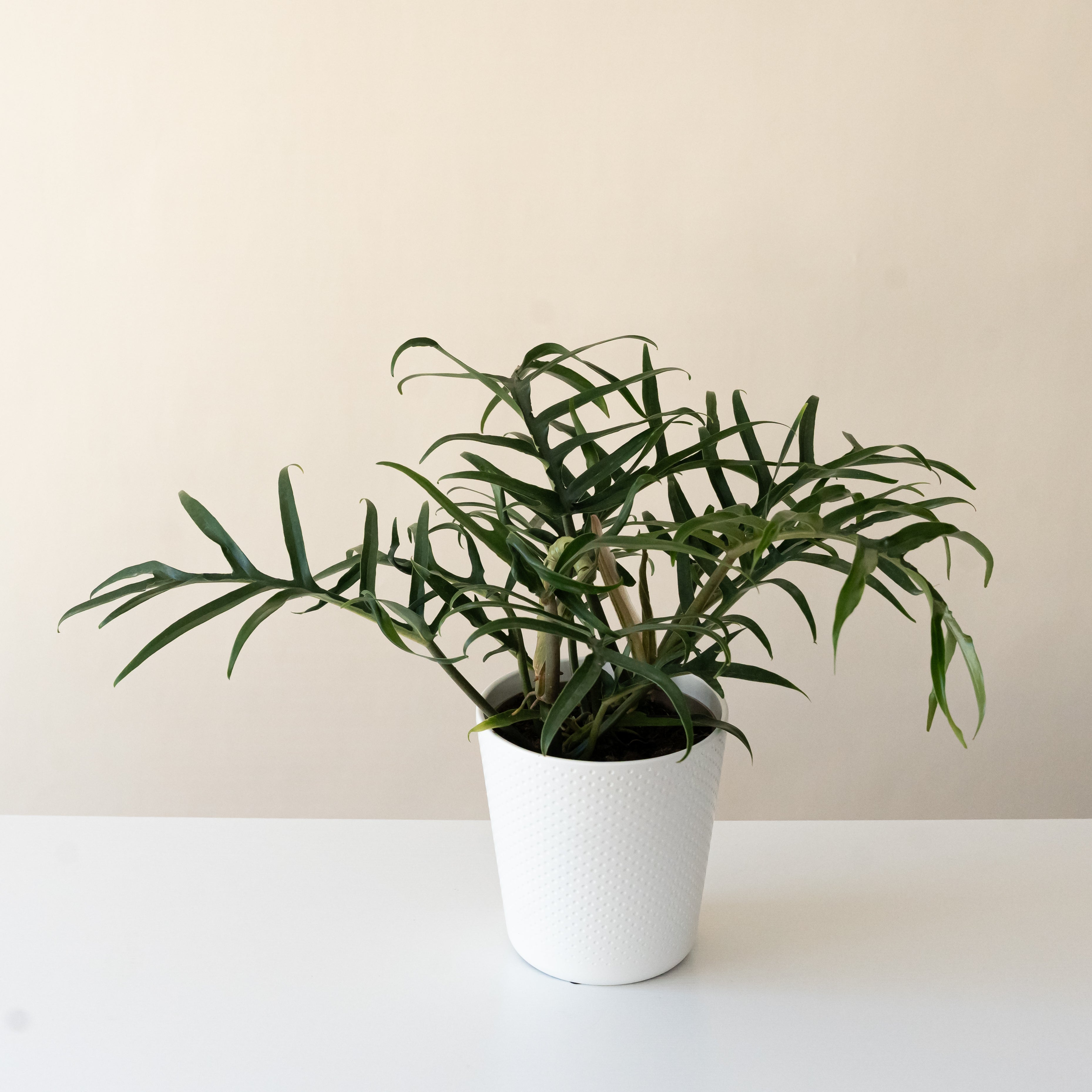 Prismacolor Twisted Sister Philodendron product image 1