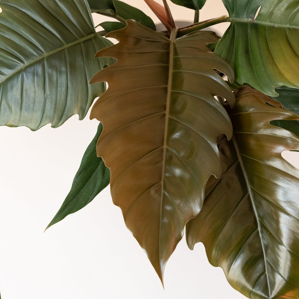 Prismacolor™ Zigzag™ live houseplant product image 2