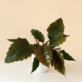 Prismacolor™ Zigzag™ live houseplant product image 1