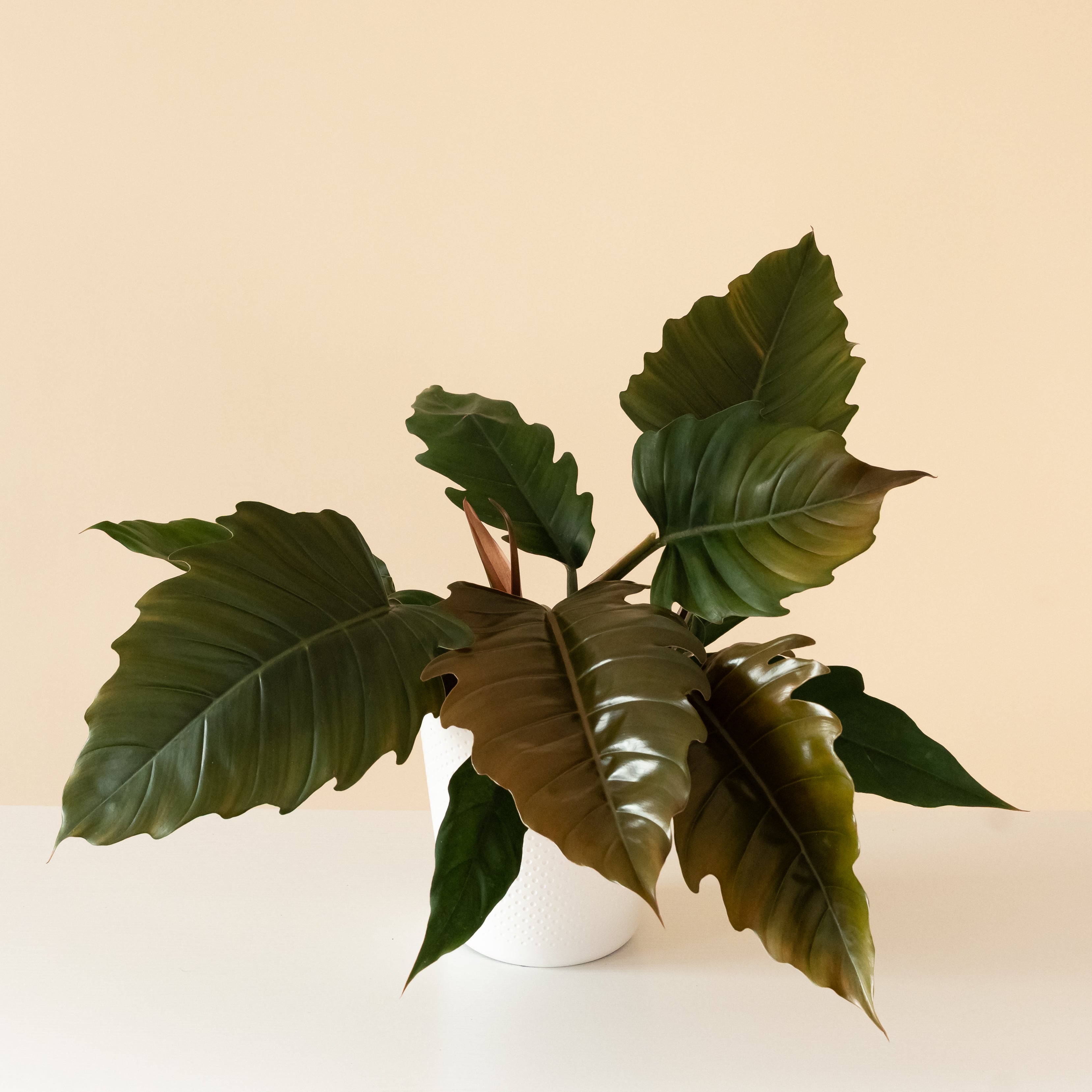 Prismacolor™ Zigzag™ live houseplant product image 1