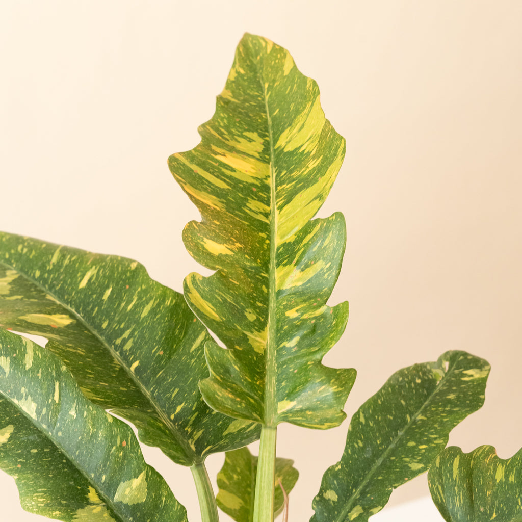 Prismacolor™ Golden Girl™ live houseplant product image 2