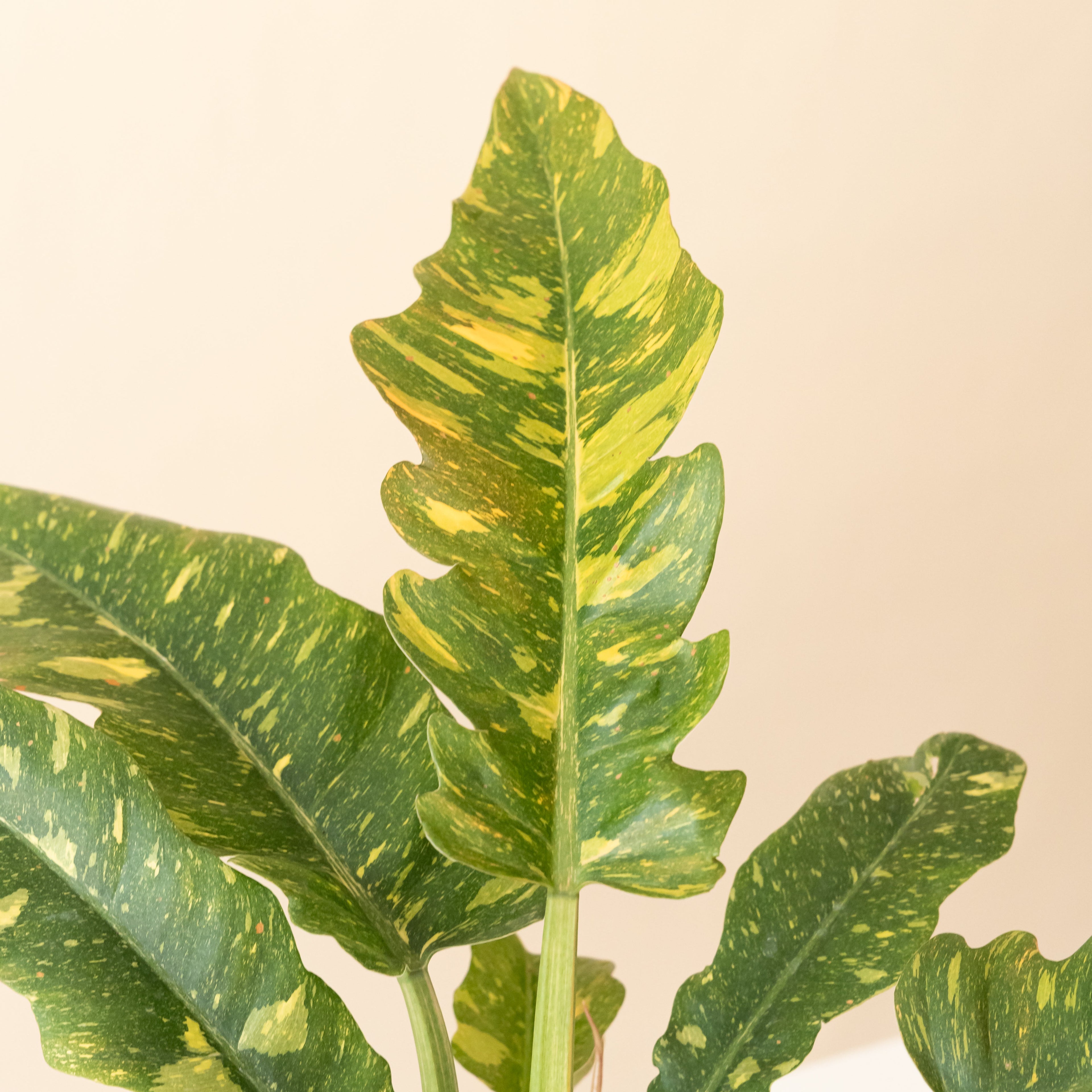 Prismacolor™ Golden Girl™ live houseplant product image 2