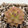Pinguicula 'PE Formosa' product image 1