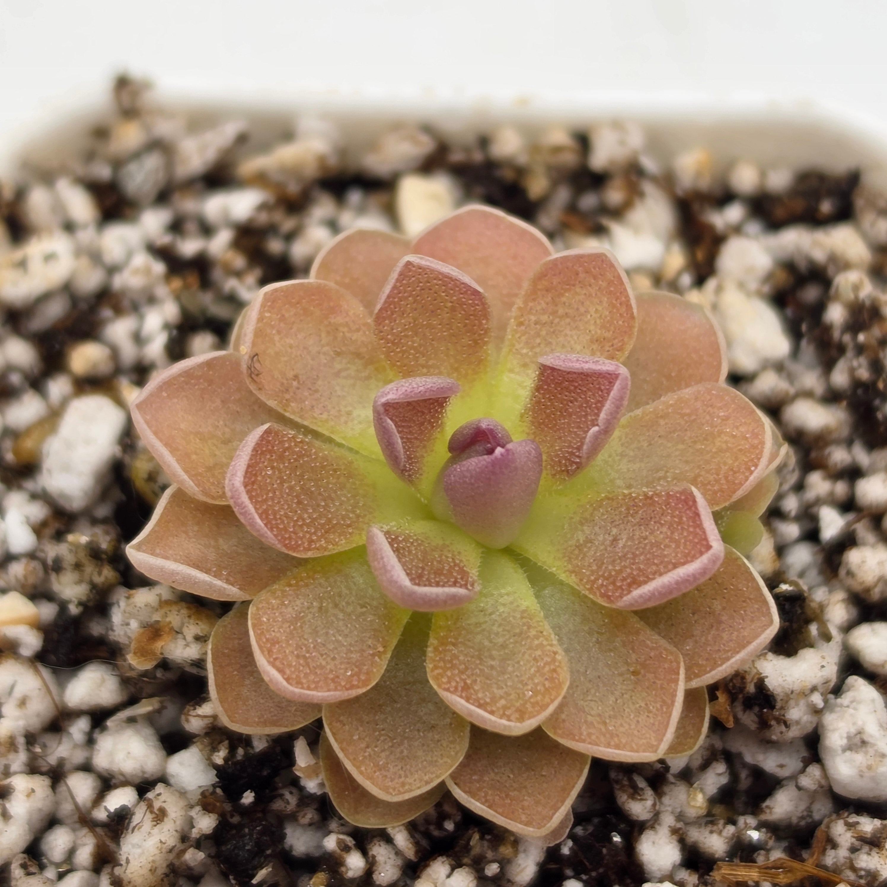 Pinguicula 'PE Formosa' product image 1