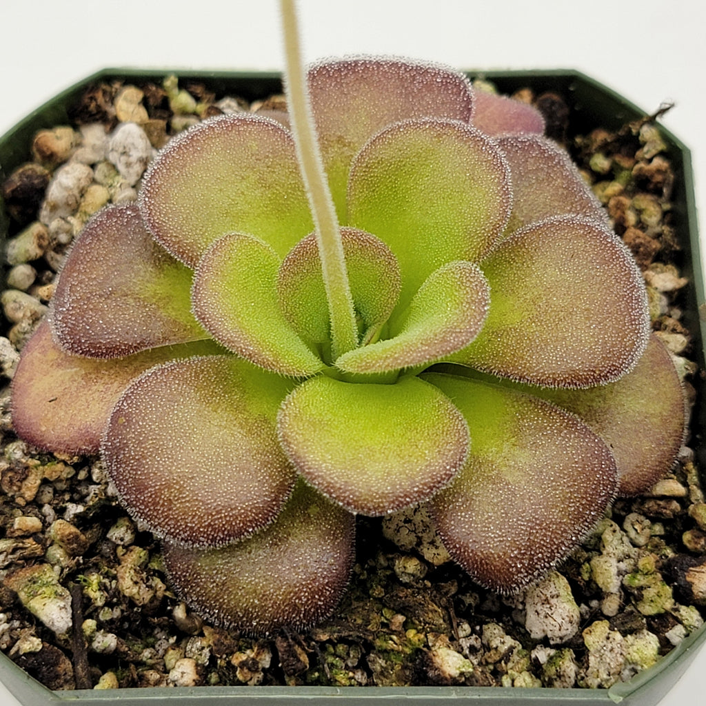 Pinguicula agnata 'Ekuma' product image 3