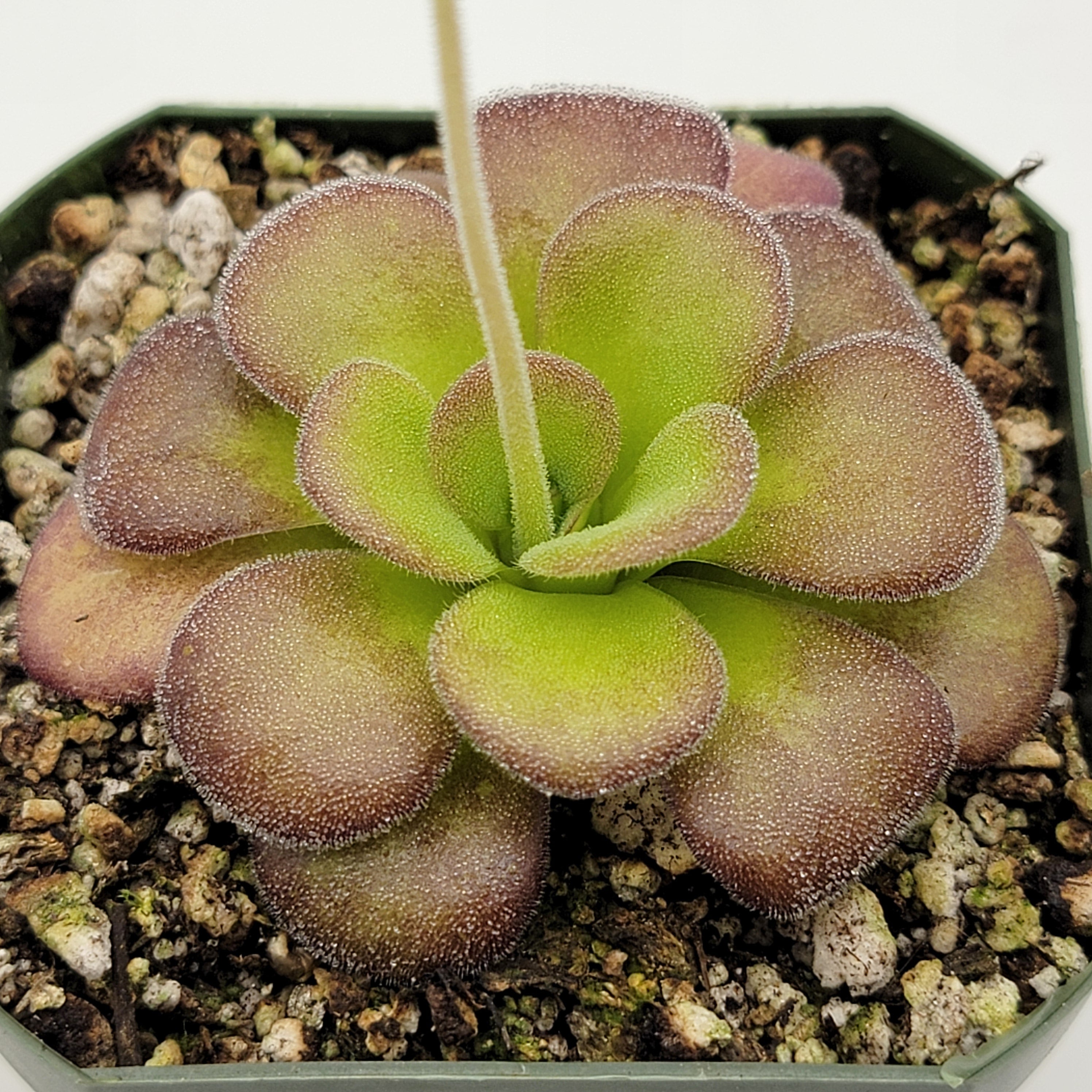 Pinguicula agnata 'Ekuma' product image 3