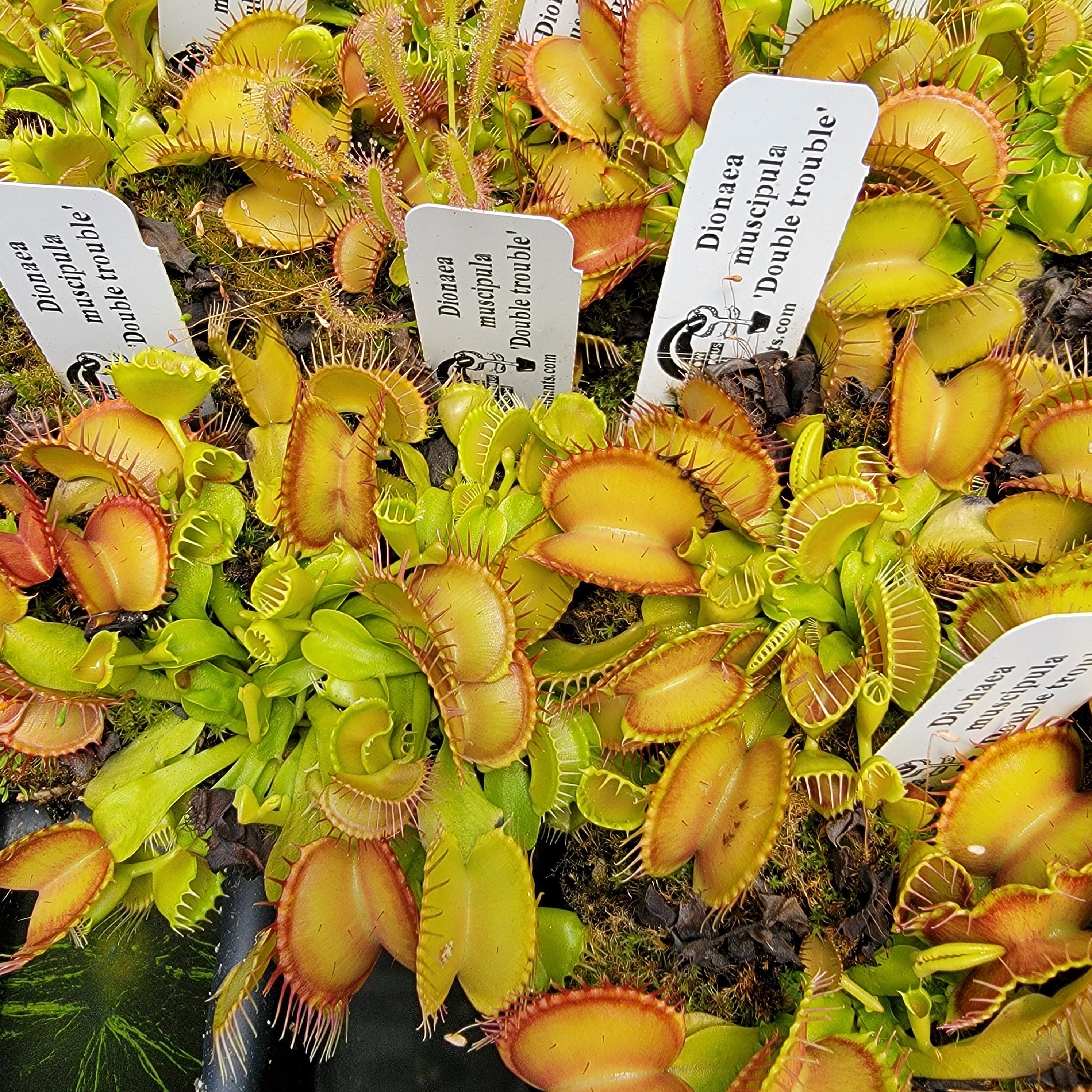 Venus flytrap (Dionaea muscipula) 'Double Trouble' live plant product image 2